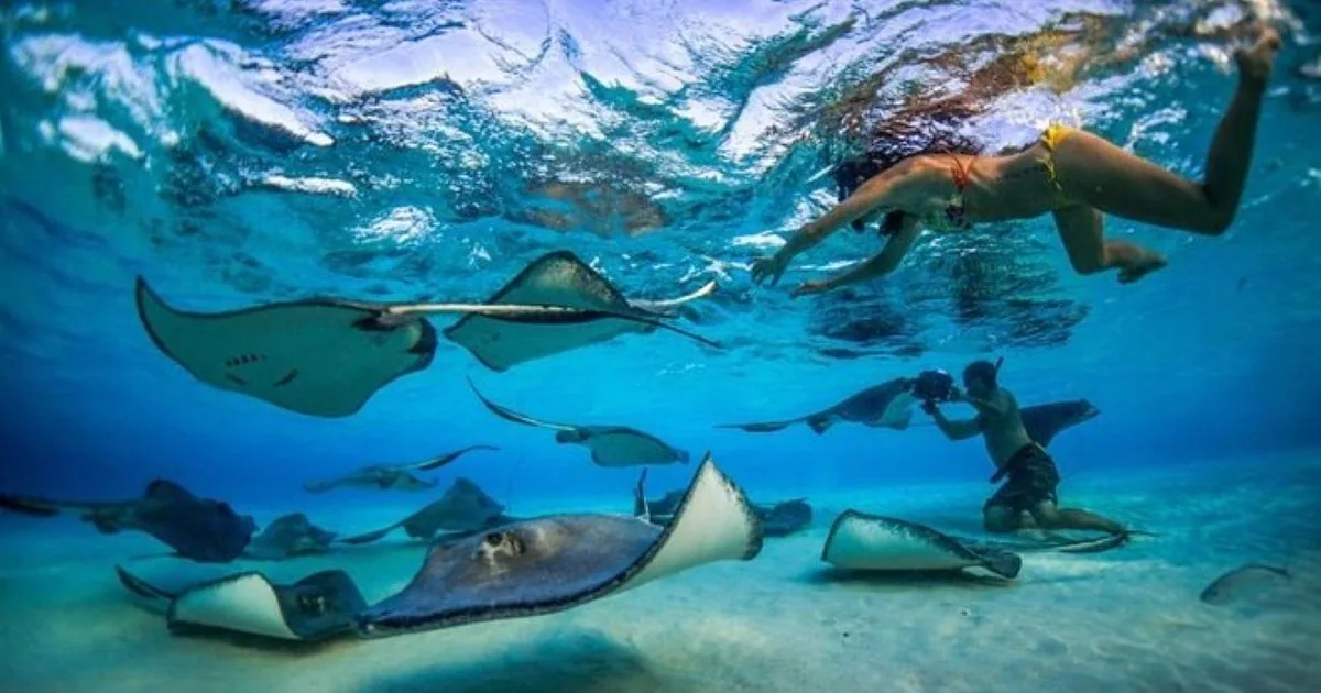 Grand Cayman: Stingray City and Cayman Reefs Snorkeling Tour