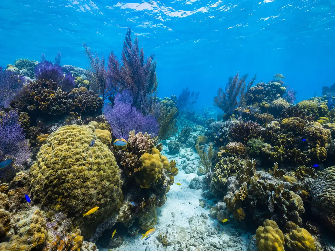 Caribbean reef in a few metres of water: boulder and mound corals, purple and brown sea fans, and small blue and yellow fish over a white sand channel