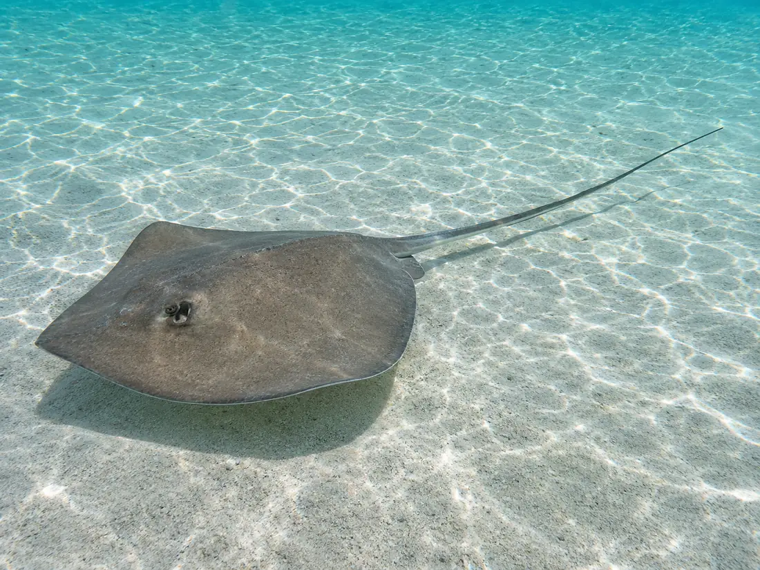 A southern stingray resting on rippled white sand in shallow sunlit water, its long tail trailing behind it and its spiracle open behind the eye